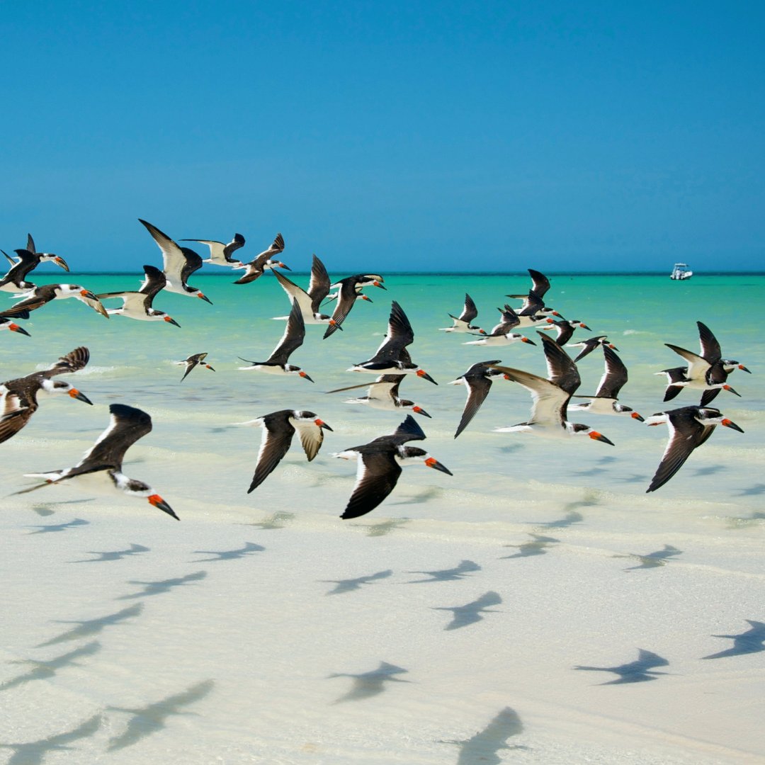 Eco Turismo en Holbox