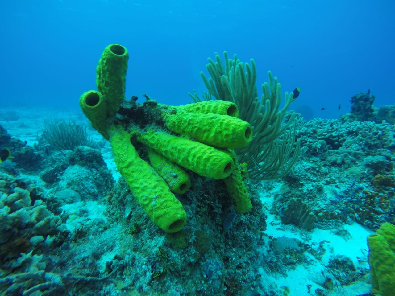 Use only&nbsp;oxybenzone free sunblock,&nbsp;oxybenzone is dangerous for the reefs