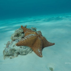 Cozumel Private El Cielo Reef Snorkeling Tours Excursions