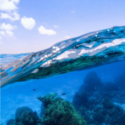 Cozumel Private El Cielo Reef Snorkeling Tours Excursions