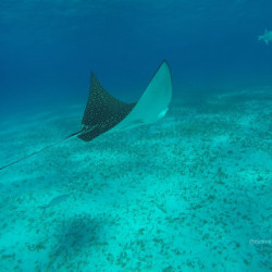 Cozumel El Cielo Snorkel Tours VIP Excursões Em Recifes