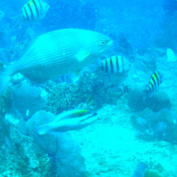 Cozumel Private Reef Snorkeling Tours Excursions